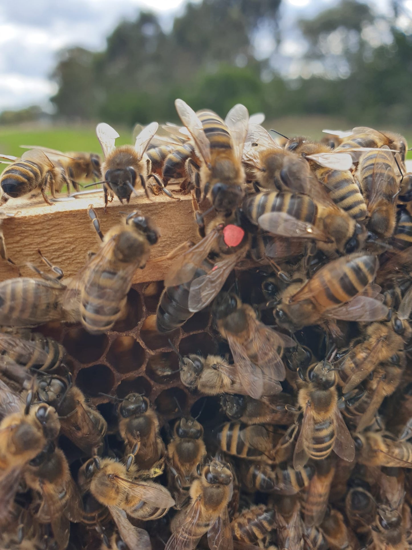 Mated Queen Bee