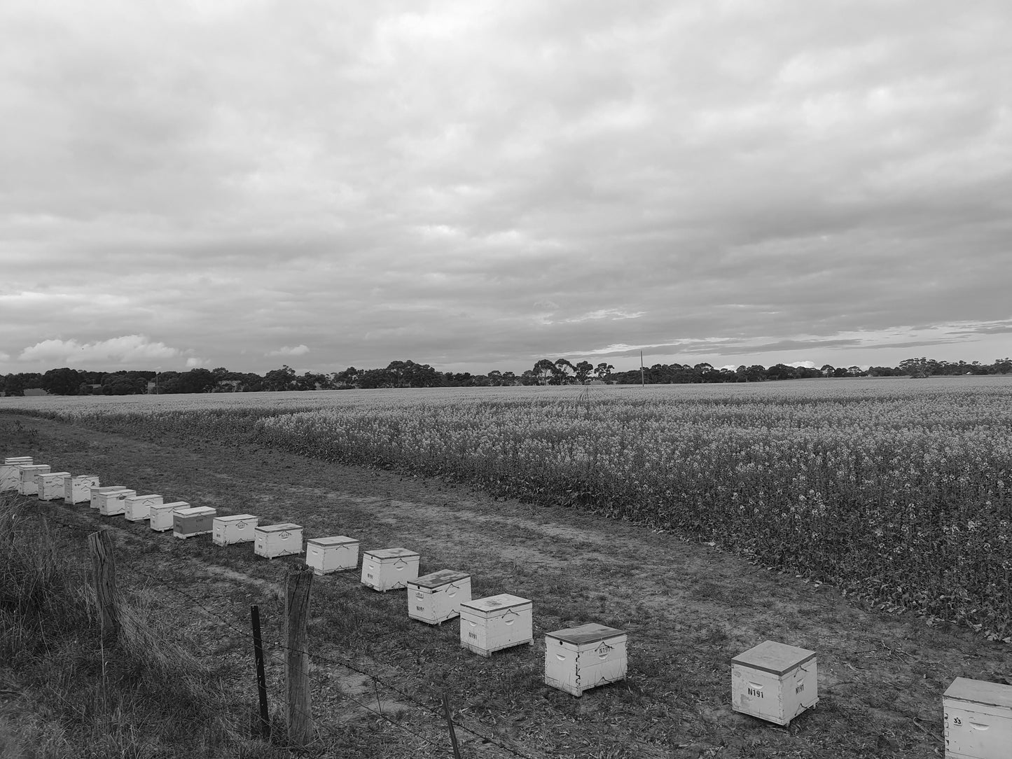 Nucleus Bee Hive
